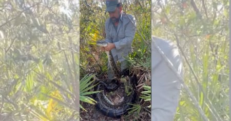 Récord histórico: Eliminan más de 6 mil libras de pitones birmanas de los Everglades en una temporada