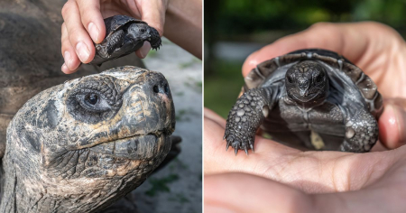 Tortuga más anciana de zoológico de Miami es padre por primera vez a los 134 años