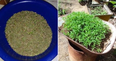 Detienen a hombre en Santiago de Cuba con más de 19 mil semillas de marihuana y 950 plantas en su patio