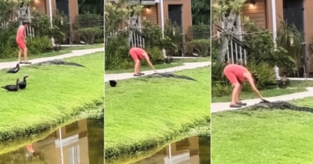 Mujer acaricia a un cocodrilo en zona residencial de Florida: "¿Qué podría salir mal?"