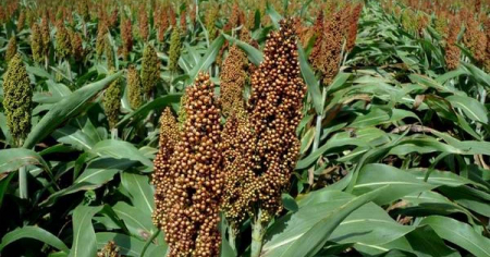 Trigo y sorgo: el experimento agrícola con el que Guantánamo intenta esquivar la crisis alimentaria