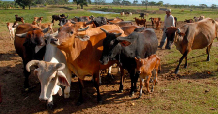 Sin control el robo y sacrificio de ganado en los campos de Cuba