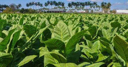 Crisis energética arruina más de 385 hectáreas de tabaco en Consolación del Sur
