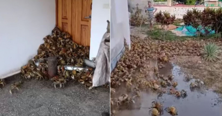 "Por lo menos tenemos qué comer": Cangrejos invaden casas en la Ciénaga de Zapata