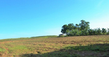 Pinar del Río con 19,000 hectáreas ociosas, mientras población sufre desabastecimiento crónico de alimentos