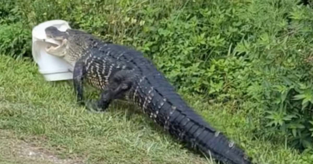 Cocodrilo sorprende a cubano en EE.UU. al intentar robarle sus pescados
