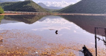 Récord histórico de sargazo en el Caribe en 2025 afecta playas cubanas y preocupa a bañistas
