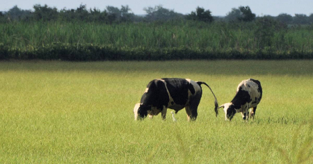 Desidia estatal y políticas fallidas empujan al colapso el sector ganadero en Jobabo, Las Tunas