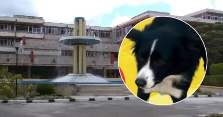 Ofrecen recompensa por perrita perdida en La Habana: Es el consuelo de su dueña tras emigración familiar