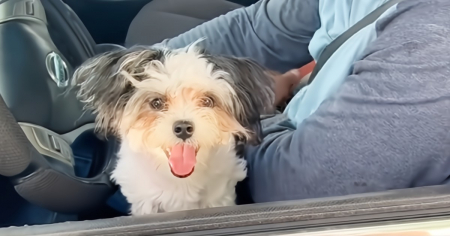 "Está loca con ese hombre": La divertida reacción de esta perrita al escuchar llegar a su dueño cubano en el carro