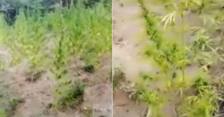 Desmantelan cultivo ilegal de marihuana en Santiago de Cuba: Esto fue lo que encontraron
