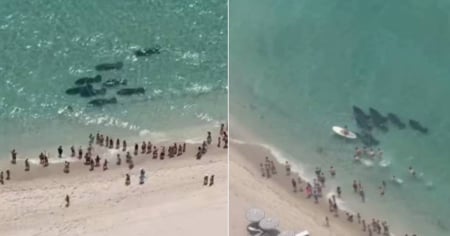 Amor y vida salvaje en Miami: Manatíes sorprenden a bañistas en playa de Sunny Isles