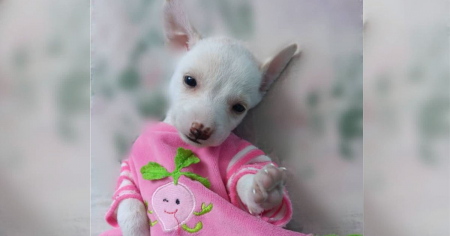 Buscan hogar adoptivo para perrita Luna por emigración de sus dueños: “Prometemos enviarle comida e insumos”