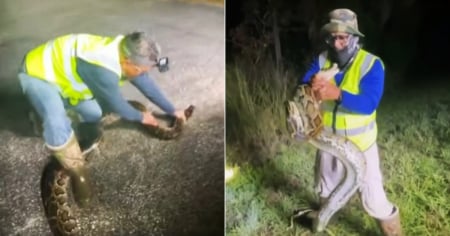 Así es una noche cazando pitones en Florida: Hispano muestra cómo lo hace 