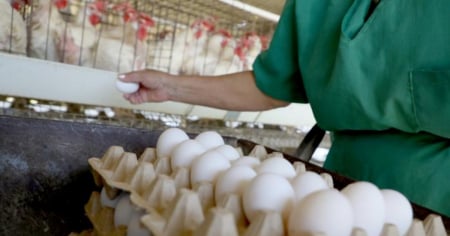 El periódico Granma se pregunta por la escasez de huevos en Cuba: “La gallina es un animal muy exigente”