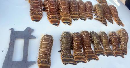 Pesca ilegal de langostas en los Cayos de Florida deja varios arrestos