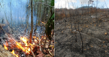 Incendio forestal de grandes proporciones devasta bosques en zona montañosa de Guantánamo