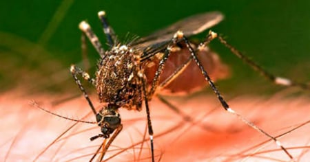 Doble amenaza en Pinar del Río: dengue en ascenso y circulación de virus respiratorios