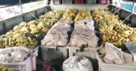 Gobierno decomisa toneladas de plátano en Granma y le llueven las críticas: “Ya no llegará al pueblo”