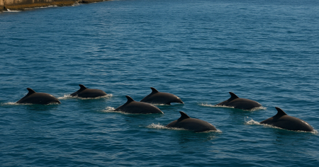 Avistan manada de delfines frente al Malecón de La Habana