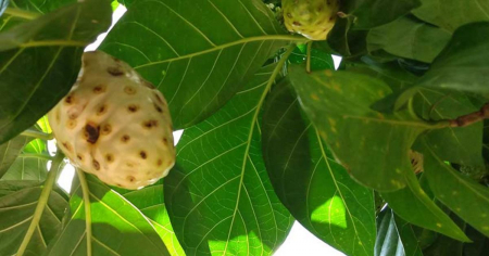 Prensa oficialista "rescata" el noni mientras escasean medicamentos básicos en Cuba