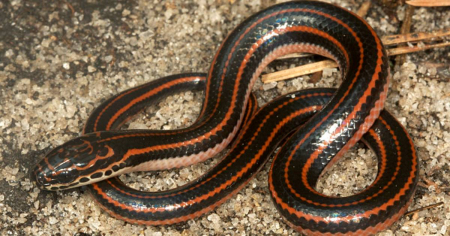 Alerta en Florida: Buscan a la esquiva "serpiente arcoíris", una de las más raras del estado