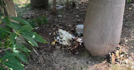 Ritual afrocubano frente a iglesia católica desata polémica por uso del espacio público para sacrificio de animales
