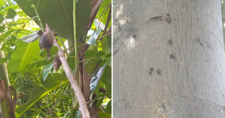 Riesgo sanitario: Denuncian presencia del caracol africano en Camagüey