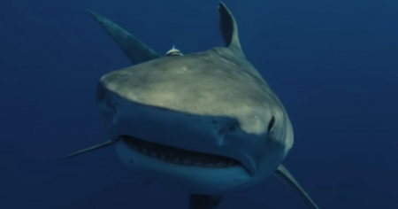 Esta playa de Florida registra el mayor número de ataques de tiburones en EE.UU. de la historia