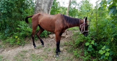 Preso de pase roba un caballo y lo sacrifica en su vivienda en Sancti Spíritus