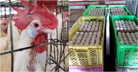 Cuba importa 65 millones de huevos al mes desde Dominicana y productores temen perder el mercado