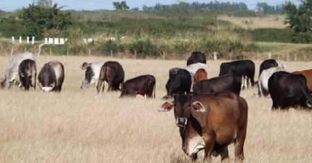 Sancionan a ciudadanos en Guantánamo por sacrificio ilegal de ganado y atentado contra un oficial de la PNR