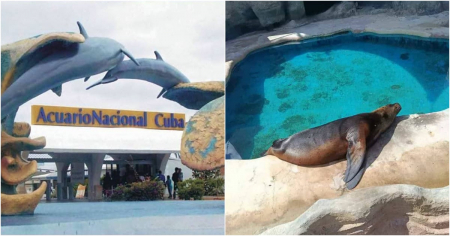 Animalistas cubanos critican a la prensa oficialista por blanquear situación de Acuario Nacional