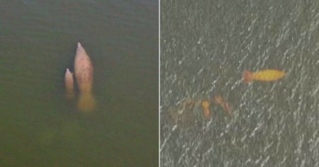 Científicos confirman avistamiento de manatíes en la Laguna del Tesoro, Ciénaga de Zapata