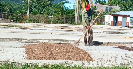 Huracán Melissa deja aisladas zonas cafetaleras de Buey Arriba y amenaza la cosecha en Granma