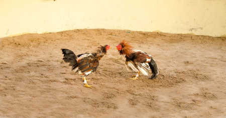 “Un país que normaliza el dolor no puede llamarse humano”: BAC-Habana condena peleas de gallos en Cuba