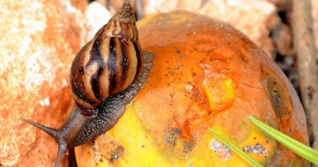 Emiten alerta por incremento del caracol africano en Jaruco, Mayabeque