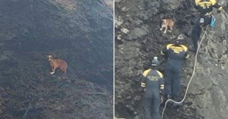 Bomberos rescatan perro atrapado en la cascada del Hotel Nacional en La Habana