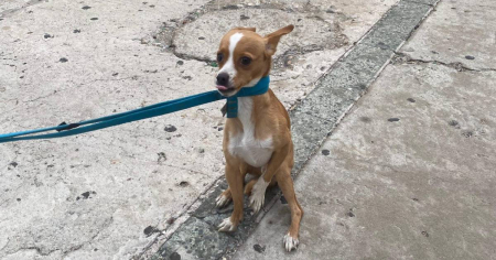 Intentan localizar a la adoptante de un perro rescatado en La Habana para entregarlo a su verdadera familia