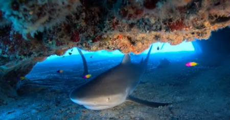 Captan insólitas imágenes en Jardines de la Reina: Tortuga carey anida de día y tiburón duerme en fondo marino