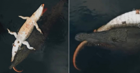 Cocodrilo devora a otro de su especie: La vida salvaje en los Everglades de Florida