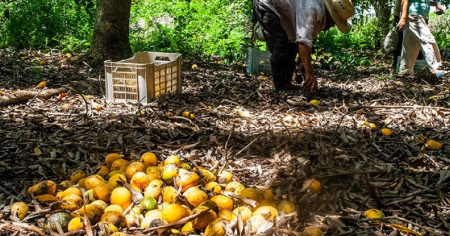 Mientras los cubanos hacen colas por comida, toneladas de mangos se pudren sin recoger