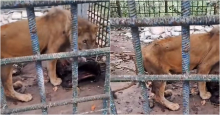 Denuncian maltrato animal a león en zoológico de Camagüey