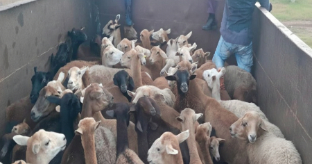 Régimen movilizó policías y guardabosques en Camagüey para recuperar 150 carneros robados