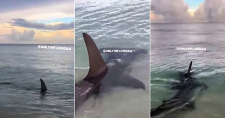 Tiburón martillo se pasea por la orilla de playa en Hollywood Beach y deja a usuarios con los pelos de punta