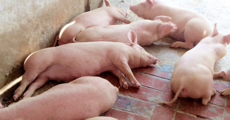 Arrestan a tres cubanos por asalto violento para robar 16 cerdos 