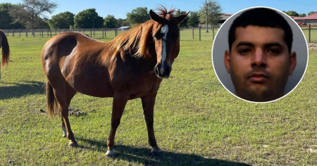 Arrestan a cubano en Hialeah por robo de caballos; ICE emite orden de detención