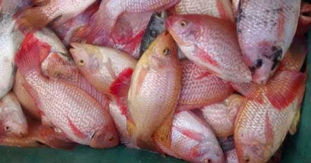Regresa la tilapia, pero no la solución: los precios siguen asfixiando a los cubanos
