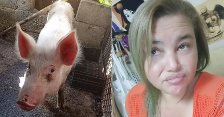 "Tasa flotante": Así nombró una cubana al cerdo que se comerá este fin de año 