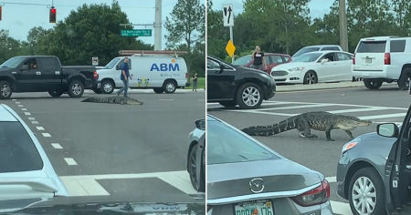 “Con qué aguaje camina”: Cubano graba el momento en que un caimán detiene el tráfico en Florida y se roba el show
